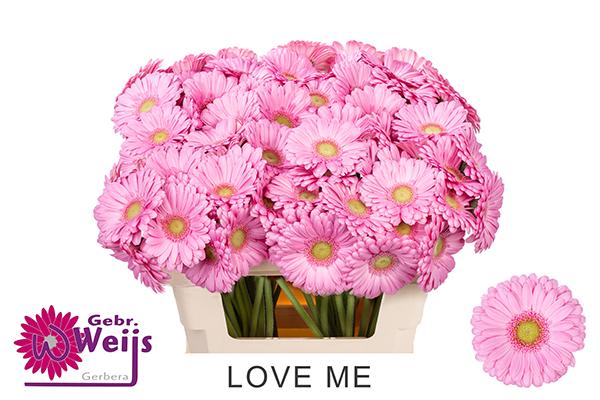 Vollsortiment Gerbera LOVEME - 1 Stiel